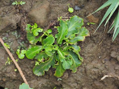 Ajuga pygmaea, photographed by 葉子