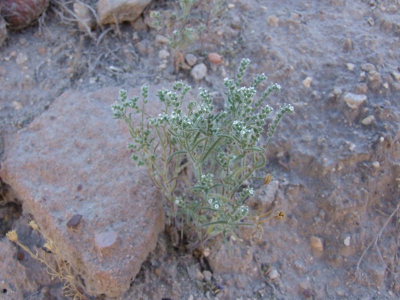 Johnstonella parviflora, photographed by cstobie