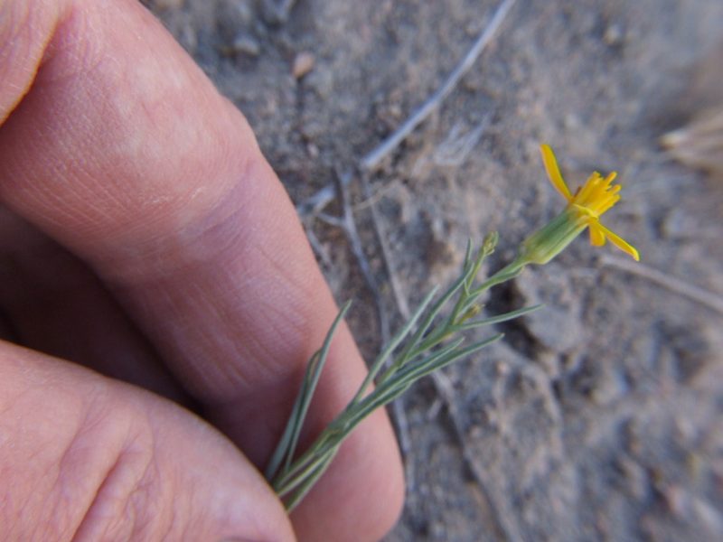 Senecio yurensis, photographed by cstobie