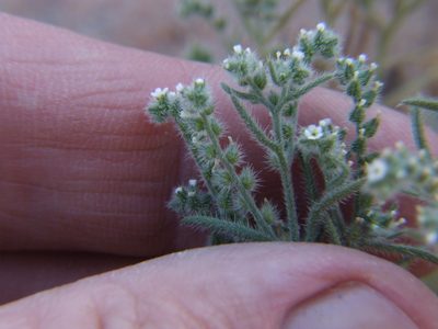Johnstonella parviflora, photographed by cstobie