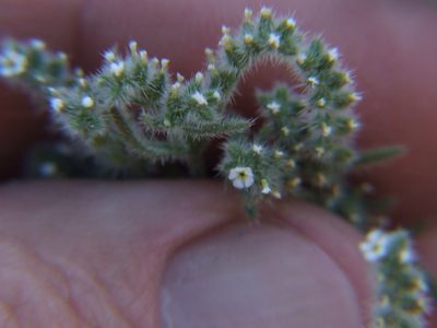Johnstonella parviflora, photographed by cstobie