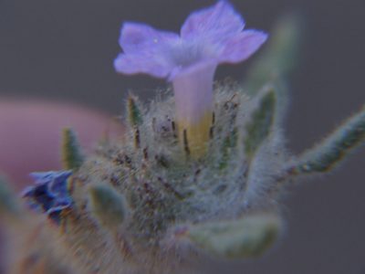 Tiquilia elongata, photographed by cstobie