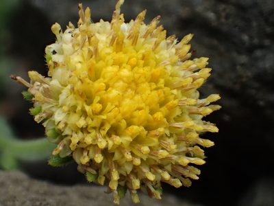 Kalimeris hispida, photographed by 葉子