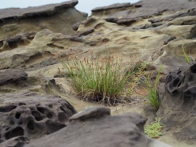 Fimbristylis sieboldii, photographed by 葉子