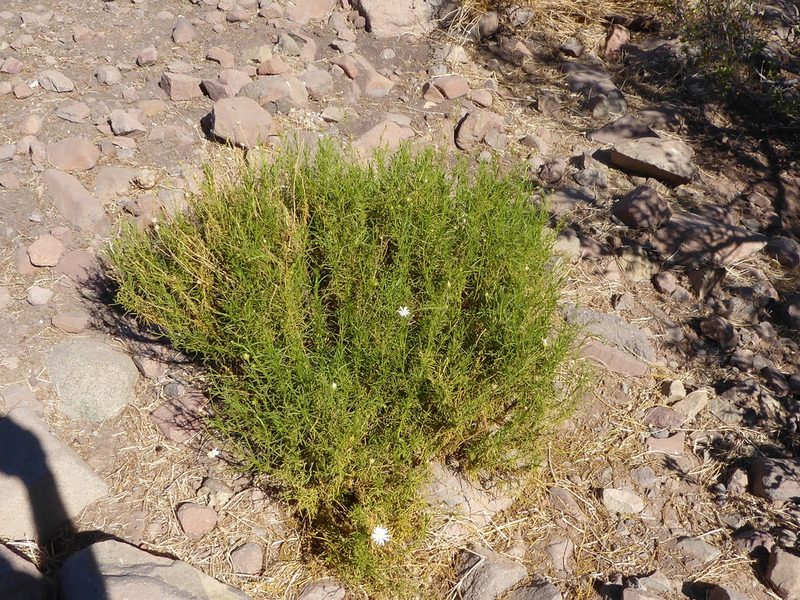 Gutierrezia gayana, photographed by Sandy Rae