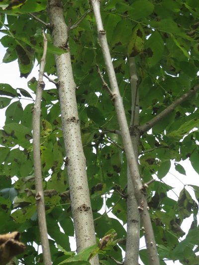 Fraxinus mandshurica, photographed by Repina Tatyana