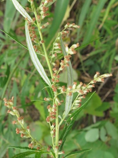 Artemisia rubripes, photographed by Repina Tatyana
