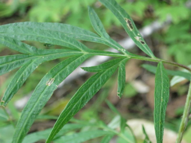 Artemisia rubripes, photographed by Repina Tatyana