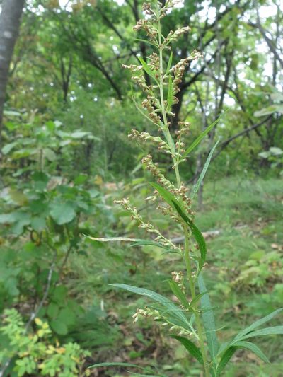 Artemisia rubripes, photographed by Repina Tatyana