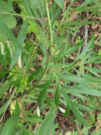 Artemisia rubripes, photographed by Repina Tatyana