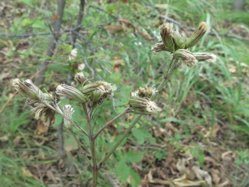 Syneilesis aconitifolia, photographed by Repina Tatyana