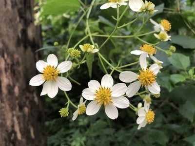 Montanoa karvinskii, photographed by Luis F. Ramírez