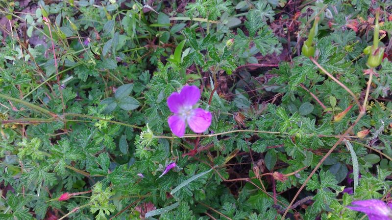 Geranium goldmanii, photographed by ELOYJIMENEZ13