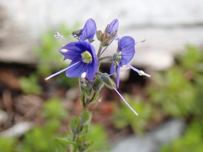 Veronica cusickii, photographed by John Brew