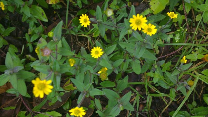 Melampodium montanum, photographed by ELOYJIMENEZ13