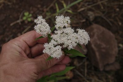 Stevia ovata, photographed by Eric Knight
