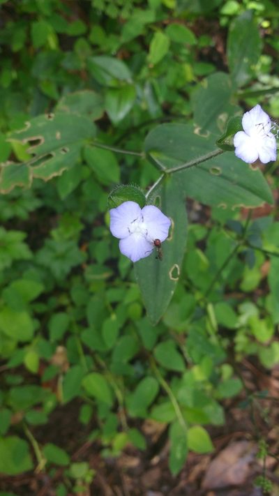 Tradescantia commelinoides, photographed by ELOYJIMENEZ13