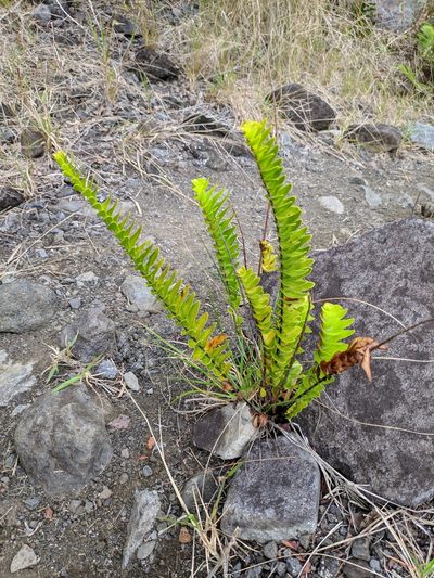 Nephrolepis abrupta, photographed by Pieter Huybrechts
