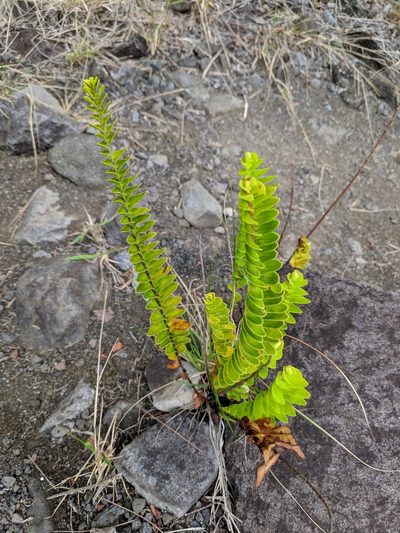 Nephrolepis abrupta, photographed by Pieter Huybrechts