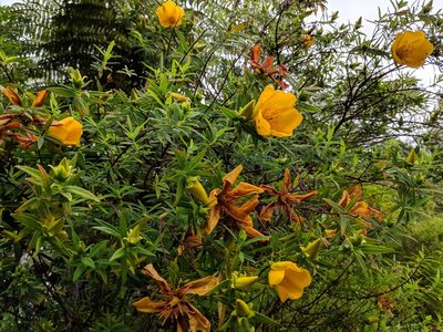 Hypericum lanceolatum, photographed by Pieter Huybrechts