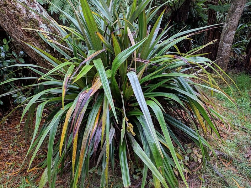 Astelia hemichrysa, photographed by Pieter Huybrechts