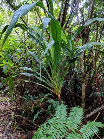 Cordyline mauritiana, photographed by Pieter Huybrechts