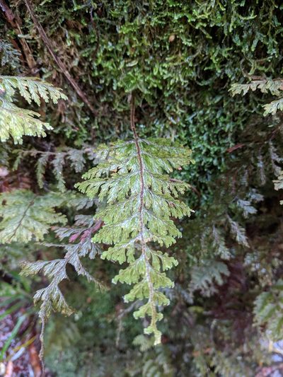 Hymenophyllum hygrometricum, photographed by Pieter Huybrechts
