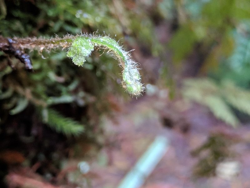 Hymenophyllum hygrometricum, photographed by Pieter Huybrechts
