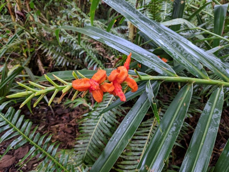 Hedychium coccineum, photographed by Pieter Huybrechts