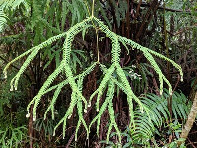 Sticherus flagellaris, photographed by Pieter Huybrechts