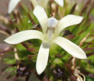Wahlenbergia desmantha, photographed by Nicola van Berkel