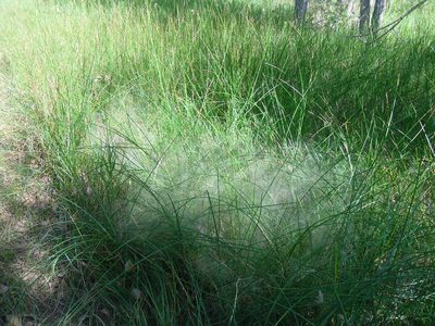 Muhlenbergia asperifolia, photographed by Eric Watts