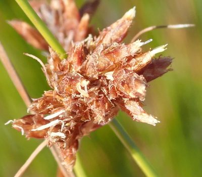 Ficinia fascicularis, photographed by Nicola van Berkel