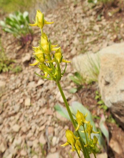 Halenia rothrockii, photographed by Laura Gaudette