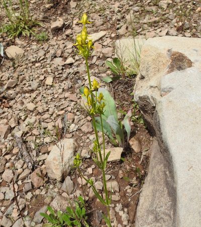 Halenia rothrockii, photographed by Laura Gaudette