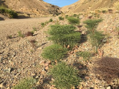 Eriogonum rixfordii, photographed by Matt Berger