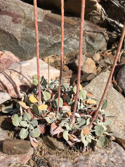 Eriogonum mensicola, photographed by Matt Berger