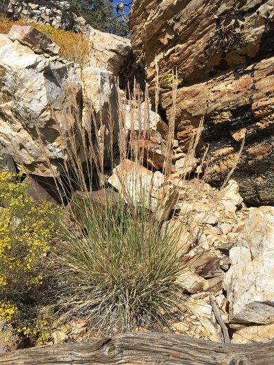 Eriocoma parishii, photographed by Matt Berger