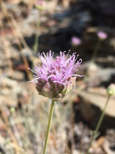 Monardella linoides, photographed by Matt Berger