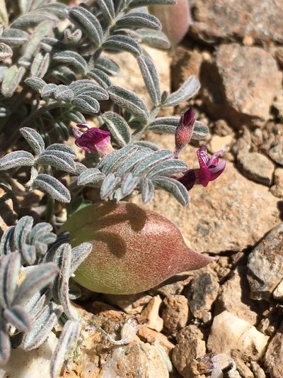 Astragalus gilmanii, photographed by Matt Berger