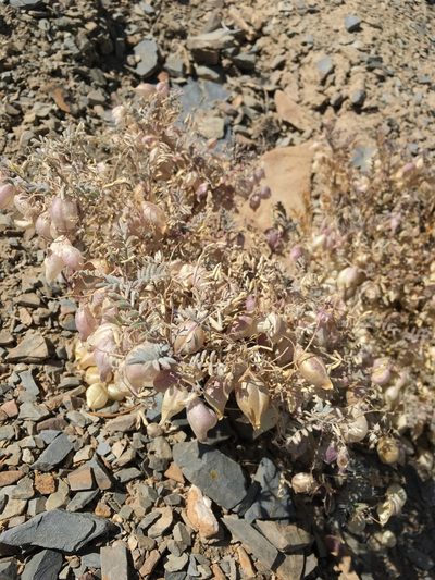 Astragalus gilmanii, photographed by Matt Berger