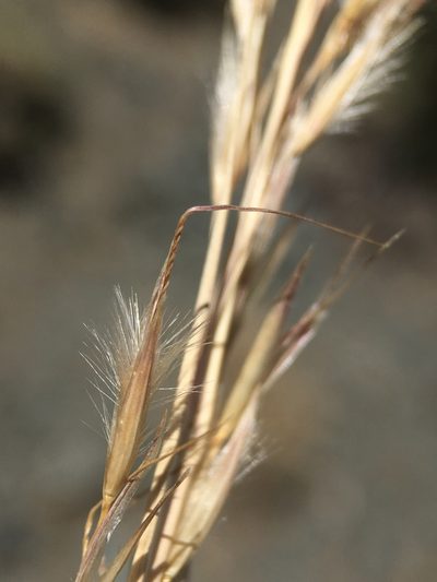 Eriocoma parishii, photographed by Matt Berger