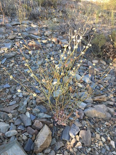 Eriogonum mensicola, photographed by Matt Berger