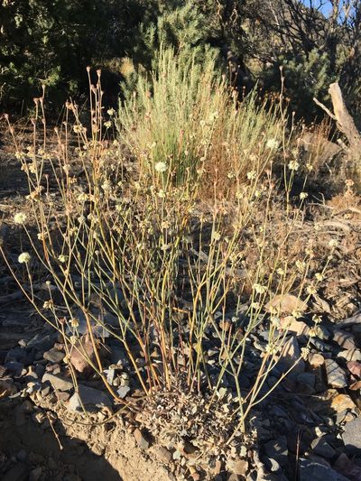 Eriogonum mensicola, photographed by Matt Berger
