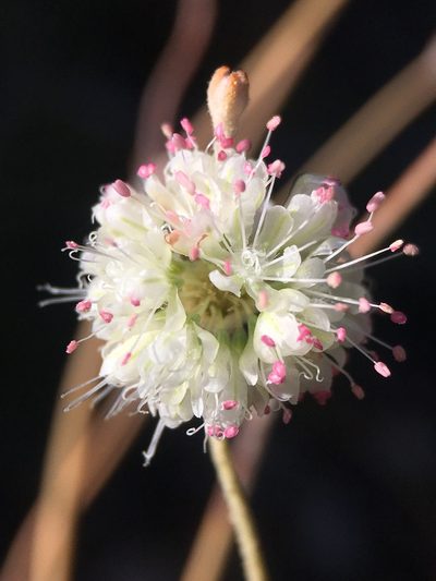Eriogonum mensicola, photographed by Matt Berger