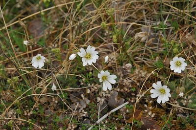 Cerastium alpinum, photographed by Roger Rittmaster