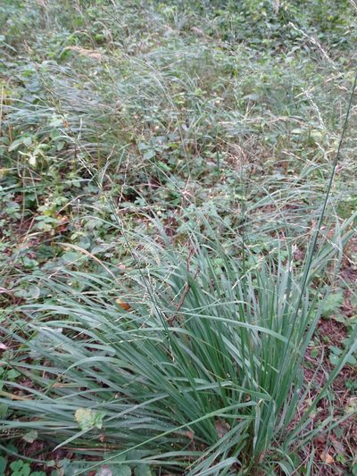 Molinia arundinacea, photographed by Grzegorz Grzejszczak