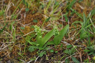 Platanthera hyperborea, photographed by Roger Rittmaster