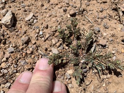 Euphorbia serrula, photographed by CK2AZ