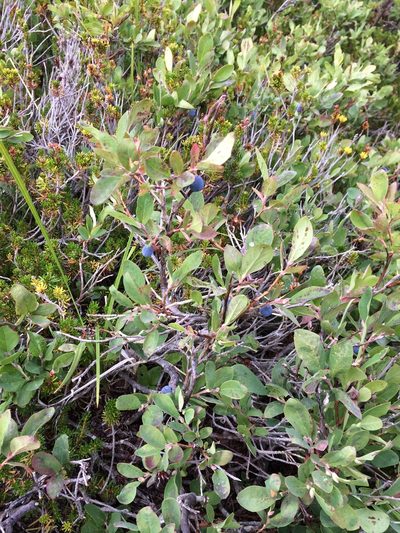Vaccinium deliciosum, photographed by runcator